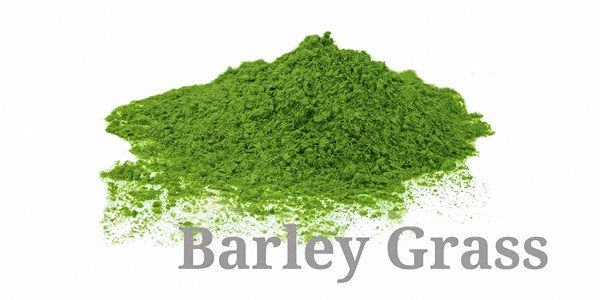 Barley Grass