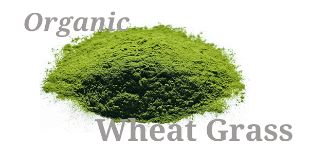 Wheat Grass powder in nagpur