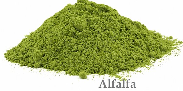 alfafa powder